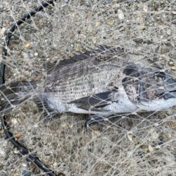 日中のテトラ帯でチヌ狙い